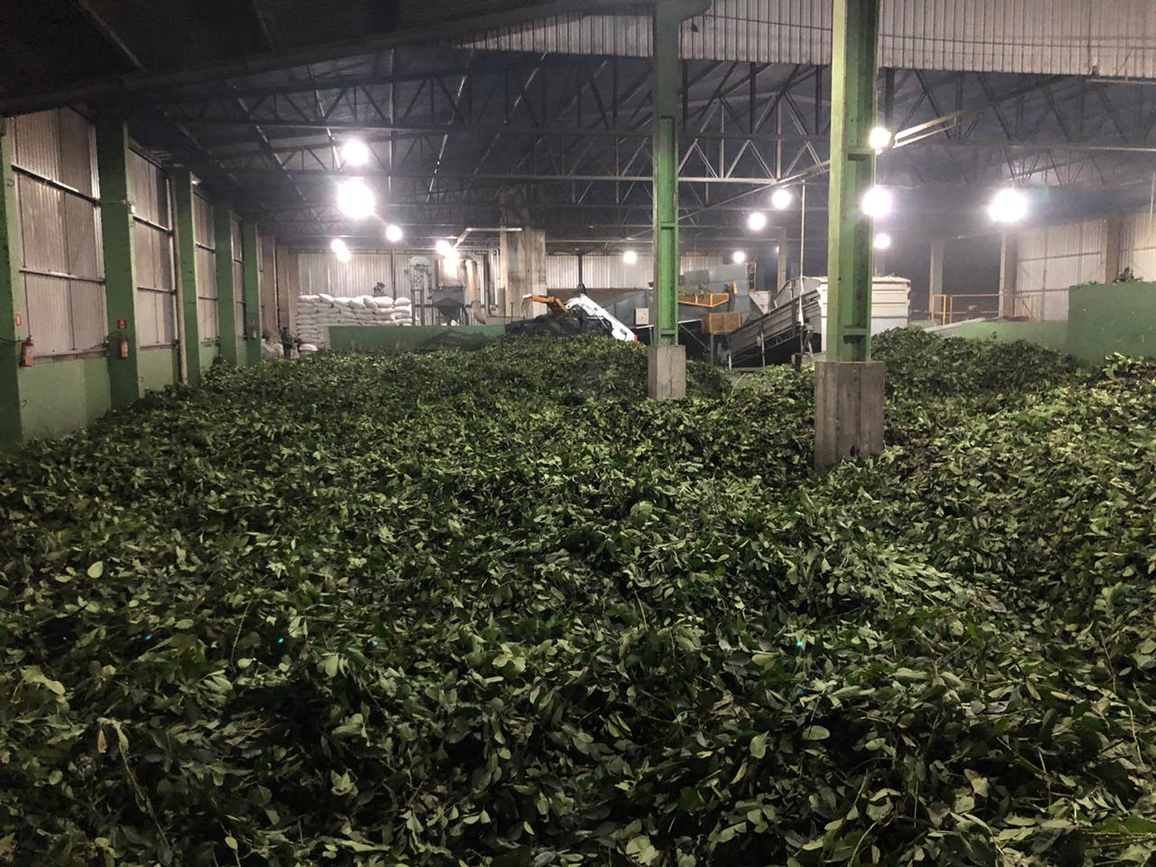 Erva Mate_Paraná.jpg